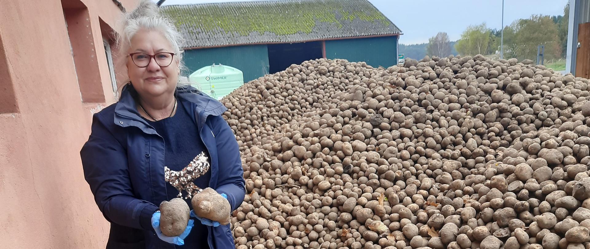 Zdjęcie przedstawia kopiec ziemniaków. Pracownik WIORiN prezentuje w swoich dłoniach dwa bardzo duże ziemniaki.