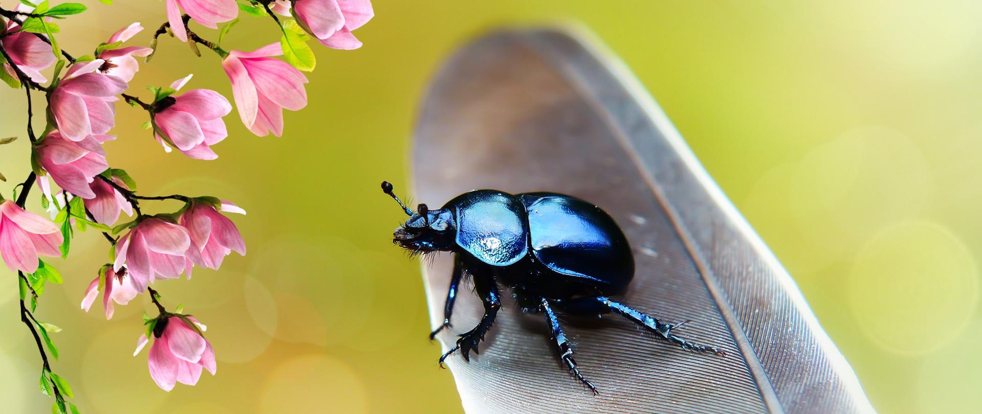 Żuk leśny (czarny, błyszczący chrabąszcz), na ptasim piórze, obok małe różowe kwiaty