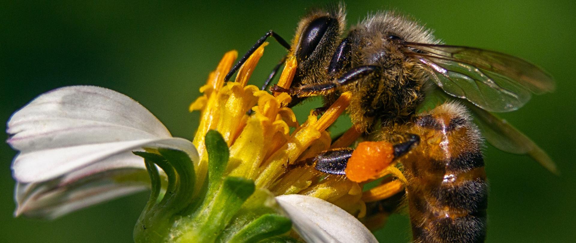 Zbliżenie pszczoły na kwiatku na zielonym tle