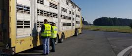 Na miejsce kontroli ciężarówki przewożącej za dużo żywych świń inspektorzy Inspekcji Transportu Drogowego wezwali lekarza Inspekcji Weterynaryjnej.