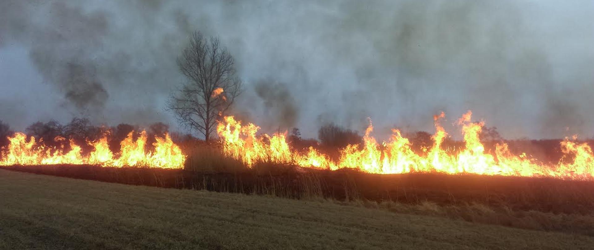 PIERWSZE POŻARY TRAW DAŁY O SOBIE ZNAĆ W POWIECIE PIŃCZOWSKIM 