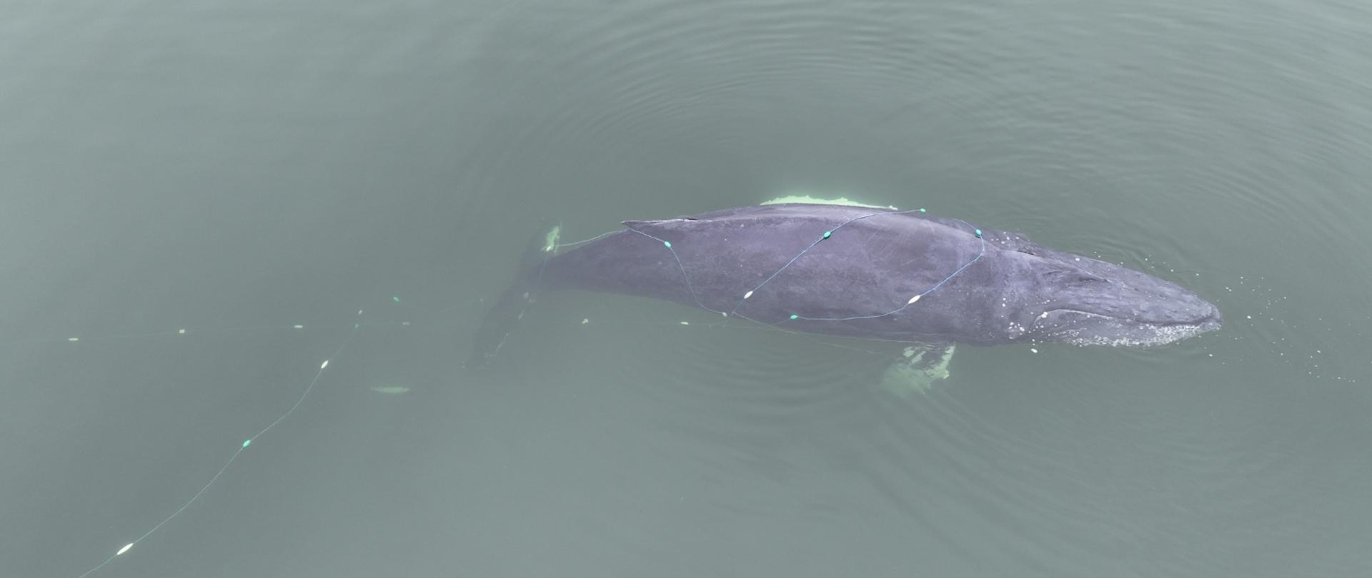 zdjęcie z drona humbaka zaplątanego w sieci w okolicach Międzyzdrojów 