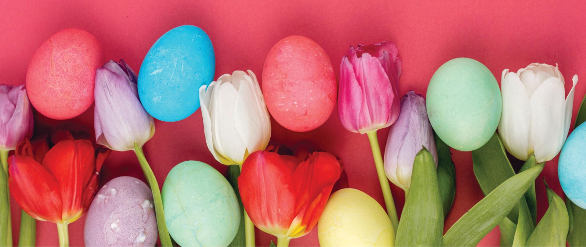 Na czerwonym tle w różnych kolorach tulipany oraz pisanki.