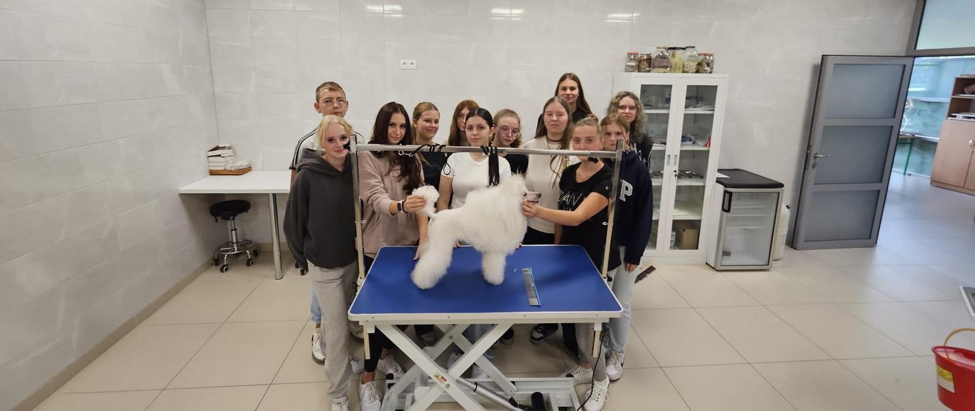11 dziewcząt oraz jeden chłopiec stoją za stołem zabiegowym w pracowni weterynaryjnej. Na stole stoi pies - pudel, biały - po wykonanym zabiegu pielęgnacyjnym. Dwie dziewczyny trzymaja pieska. 