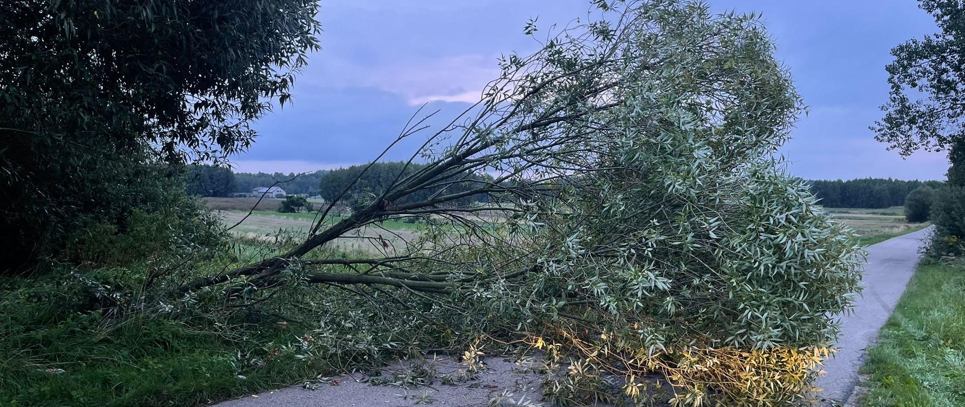 Zdjęcie przedstawia dużą, powalone drzewo, które leży w poprzek wąskiej, asfaltowej drogi, całkowicie blokując jej przejazd. Liście drzewa są jasnozielone, a podłoże wokół pnia jest porośnięte trawą. Część liści jest rozświetlona ciepłym, żółtym światłem, sugerującym światło reflektorów pojazdu. W tle widać otwarty krajobraz pól i lasów pod zachmurzonym, wieczornym niebem.