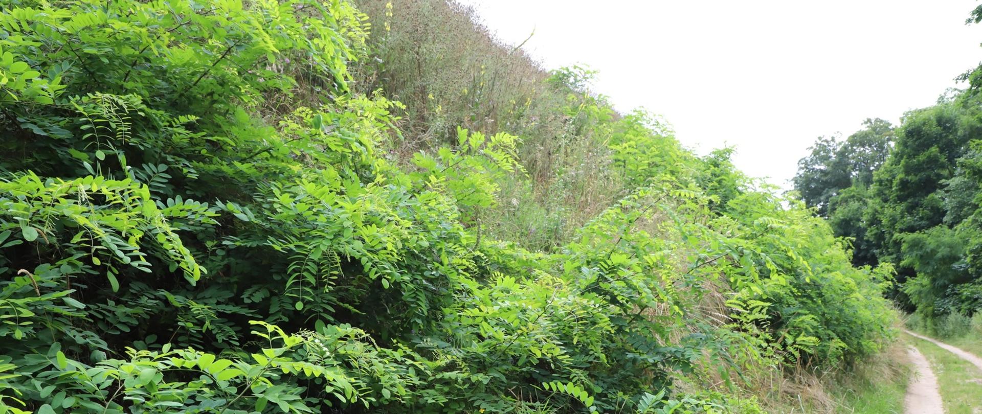 Zielone zbocze Góry Św. Wawrzyńca – rezerwat przyrody i obszar ochrony konserwatorskiej