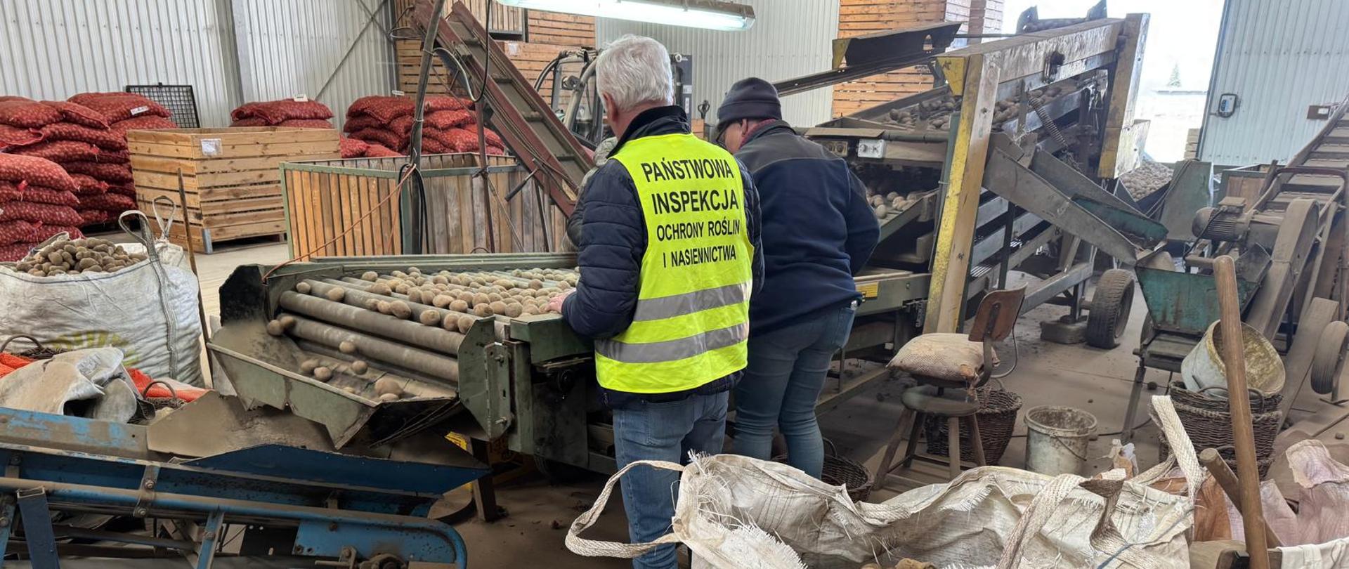 Zdjęcie przedstawia przechowalnie podczas oceny cech zewnętrznych sadzeniaków