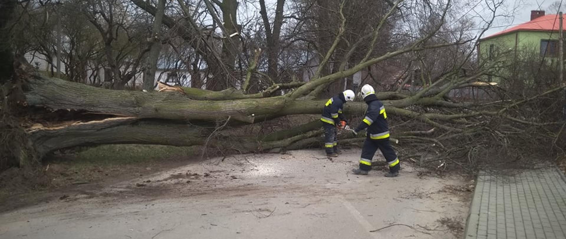 Powalone drzewo w miejscowości Chrołowice