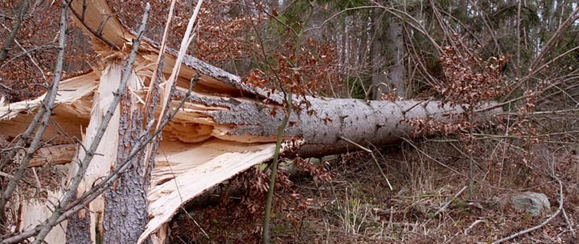 zdjęcie przedstawia drzewo złamane silnym wiatrem. 