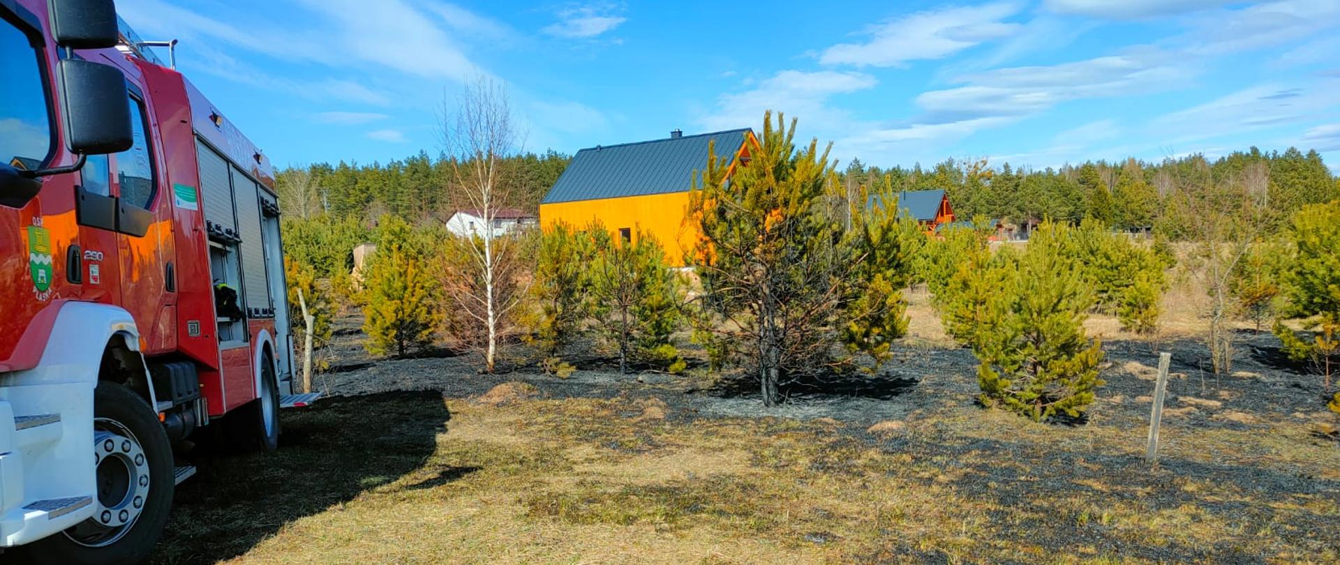 widoczne opalone pojedyncze drzewka i spalona sucha trawa