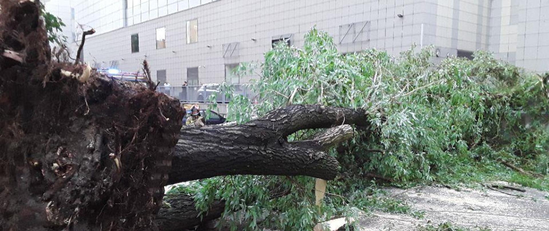 Drzewo wyrwane z korzeniami powalone na ulicy
