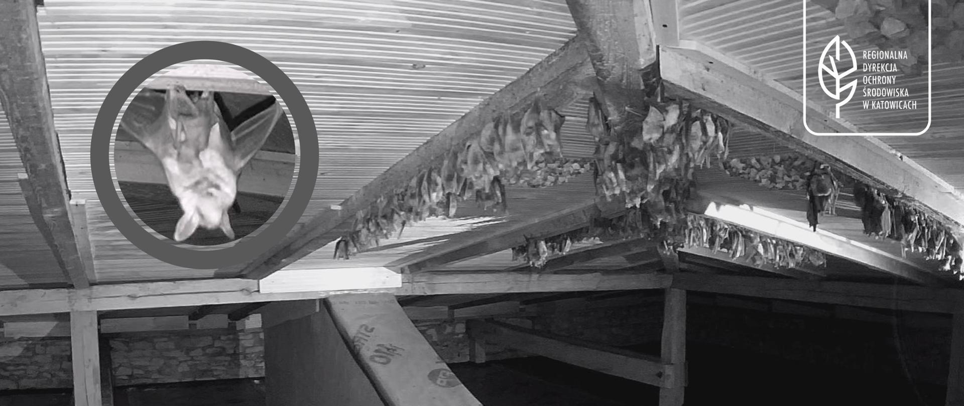 grafika - poddasze z kolonią nietoperzy, zbliżenie na rodzącego się młodego nietoperza