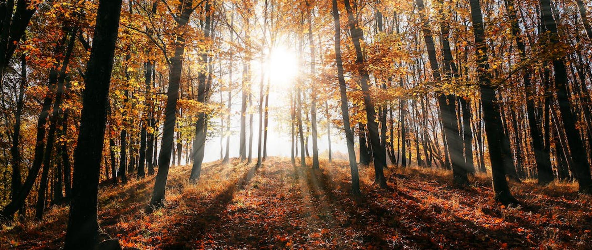 96. rocznica powstania LOP