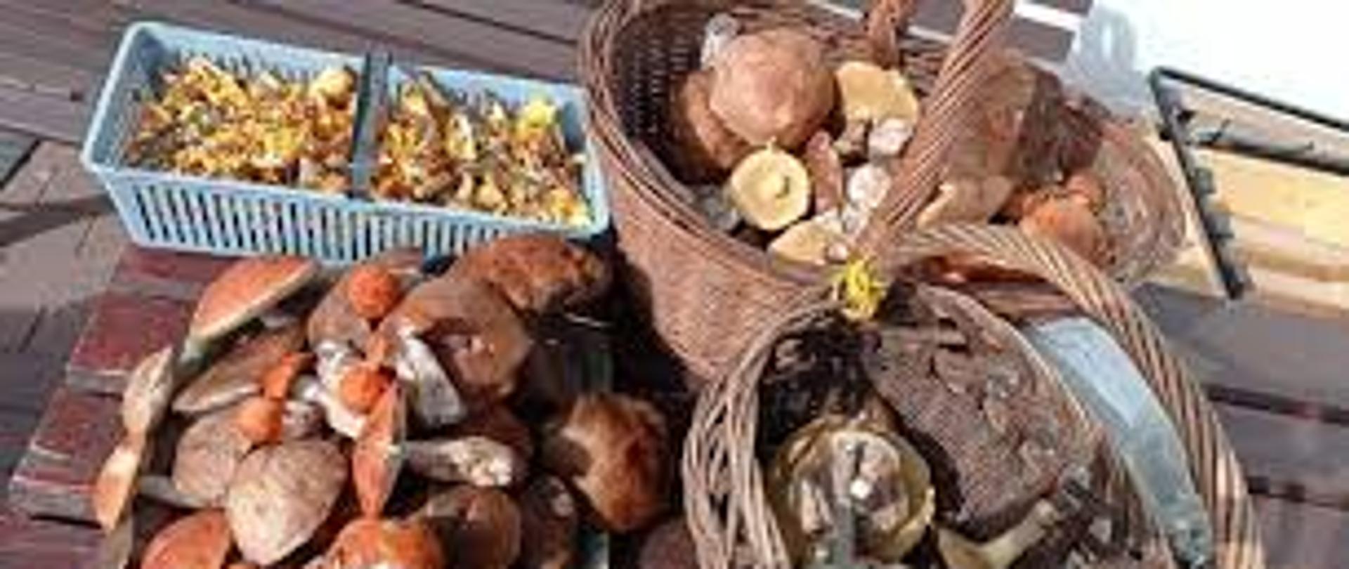 Sezon grzybowy czas zacząć!