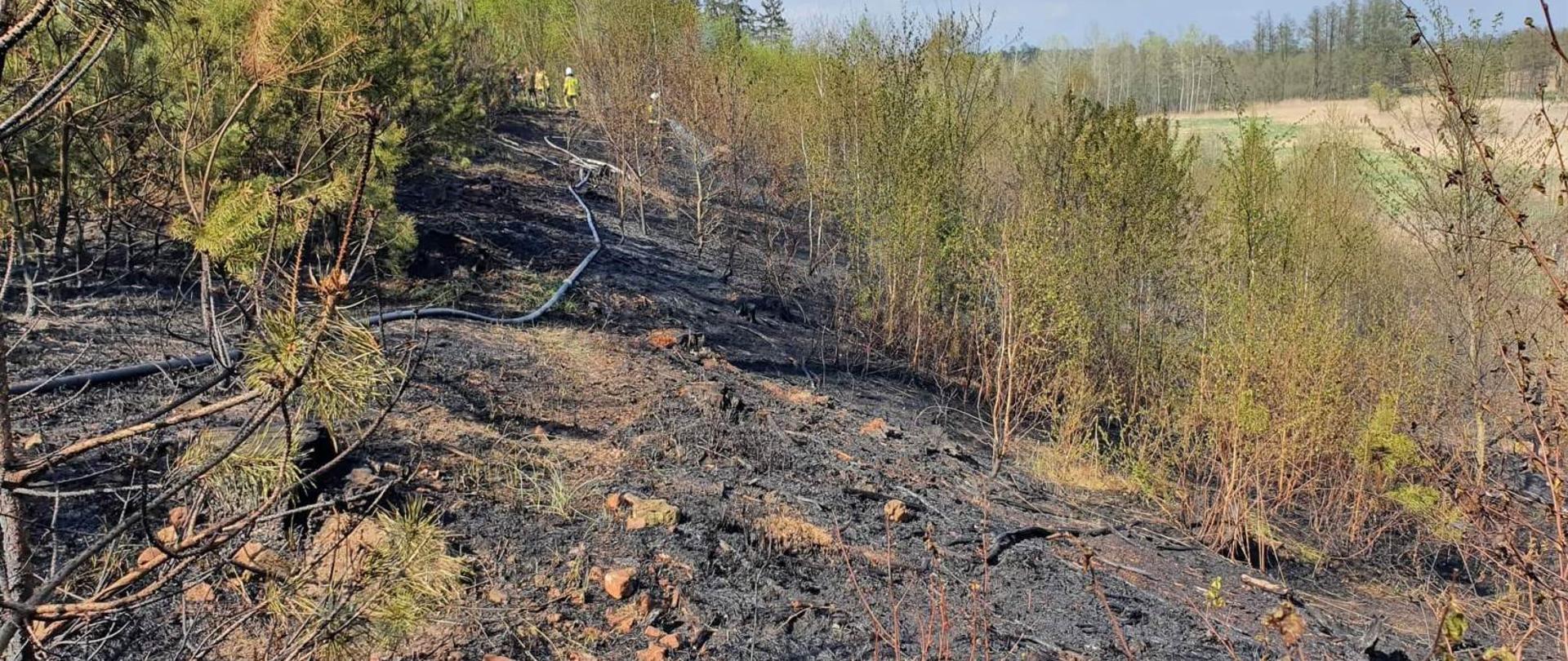 Widać spalone poszycie leśne, w oddali kilka drzew