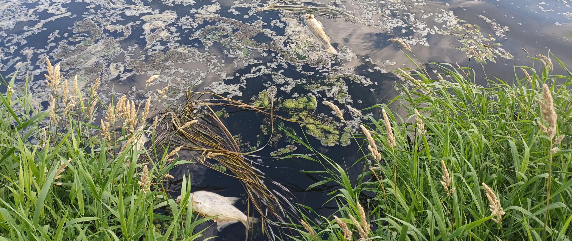 Powierzchnia wody. Unosi się na niej piana, dwie śnięte ryby i roślinność wodna. Wodę otaczają trzciny.