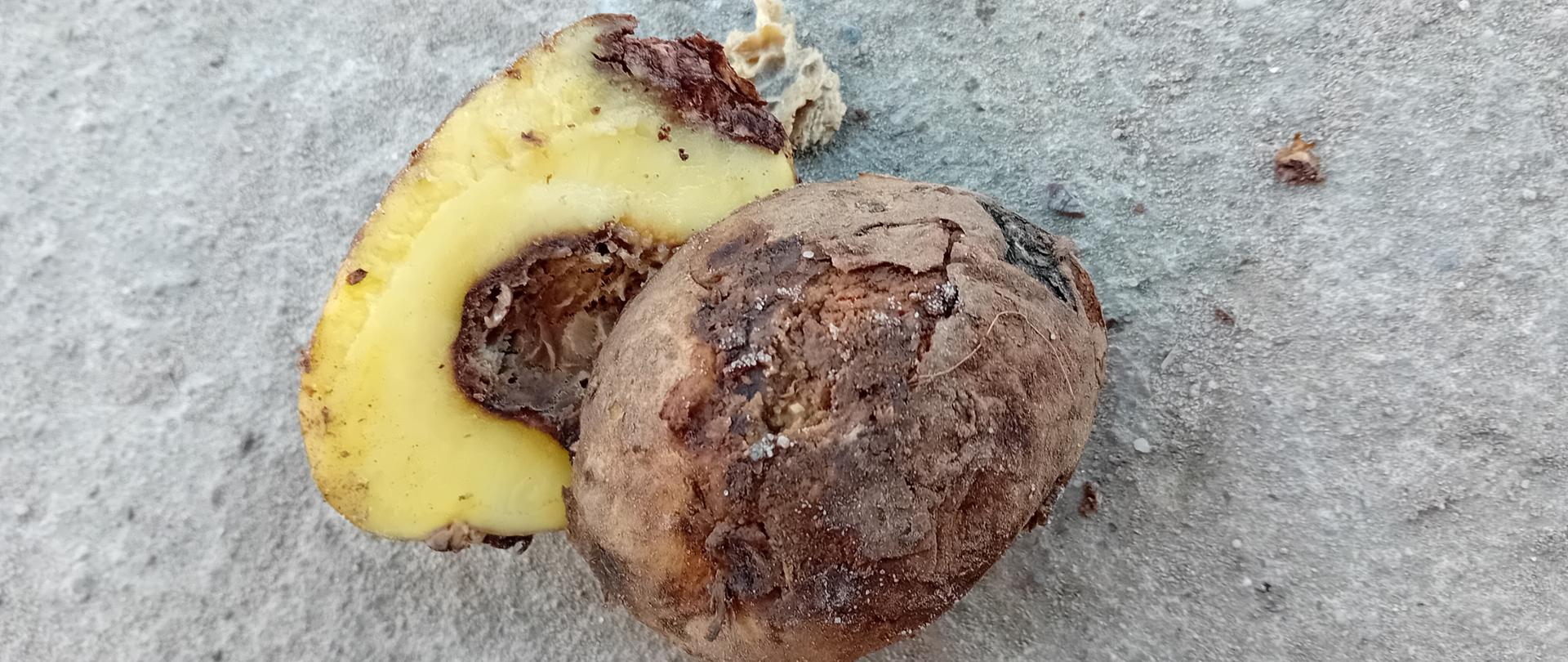 Przechowywanie ziemniaka – zrozumieć choroby…