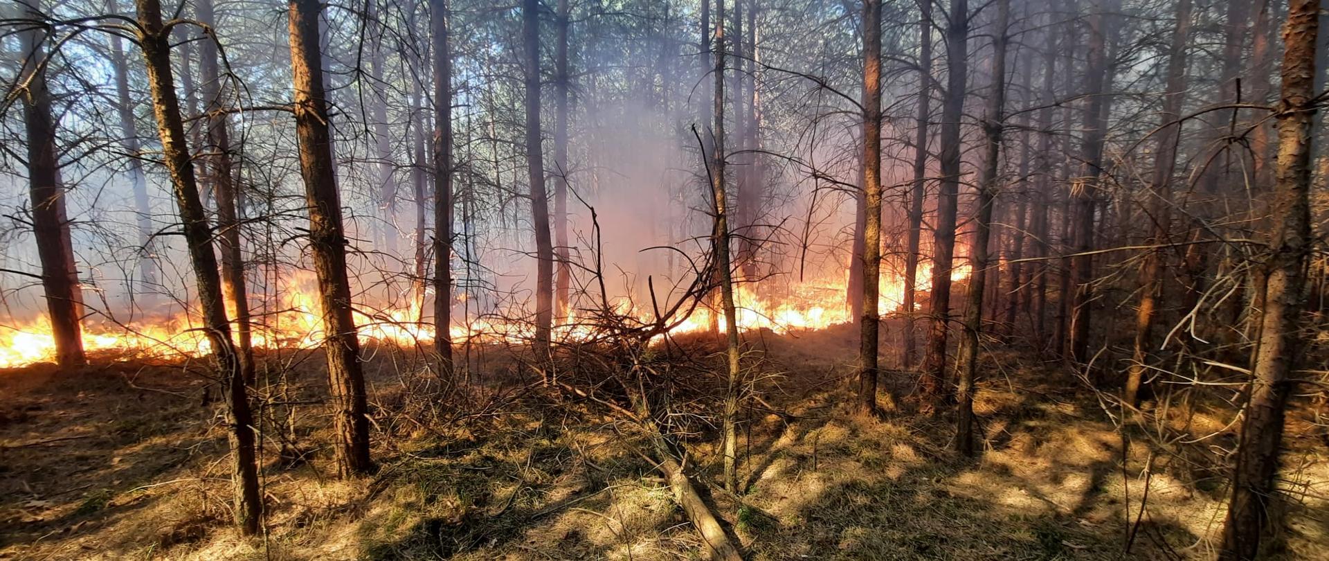 Pożar lasu w Żarkach