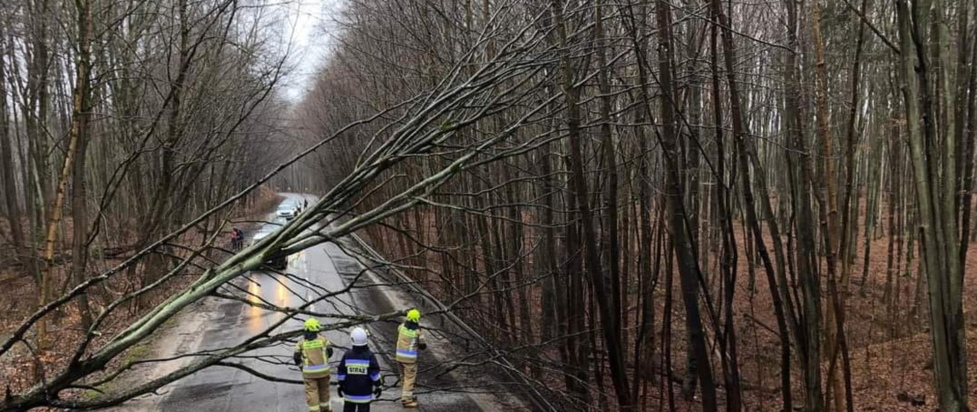 Na zdjęciu widzimy drzewo, które przewróciło się na drogę oraz trzech strażaków i dach samochodu strażackiego