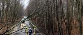 Na zdjęciu widzimy drzewo, które przewróciło się na drogę oraz trzech strażaków i dach samochodu strażackiego