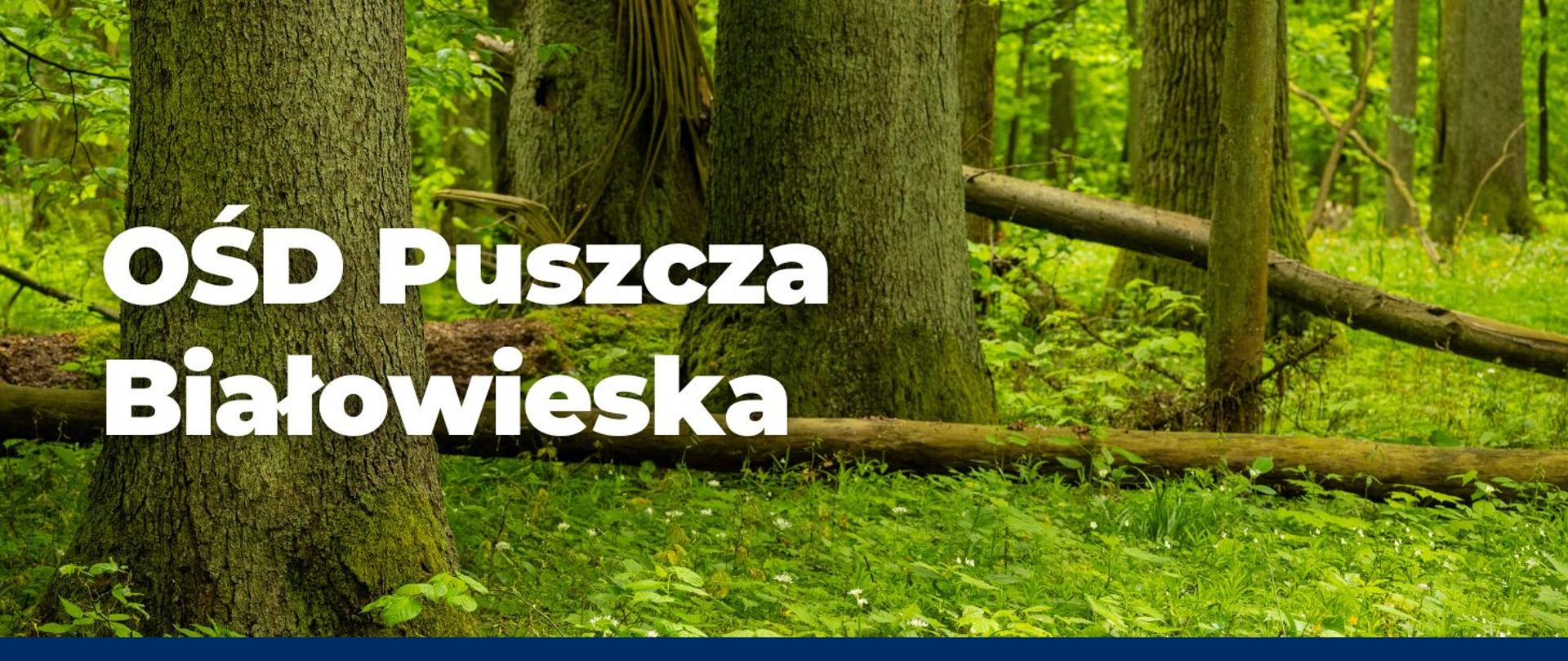 Zielony las z wysokimi drzewami o grubych pniach pokrytych korą i mchem. Na ziemi leżą powalone pnie i gałęzie, otoczone gęstą roślinnością i liśćmi. Światło słoneczne przenika przez koronę drzew, nadając scenerii spokojny, naturalny charakter.
