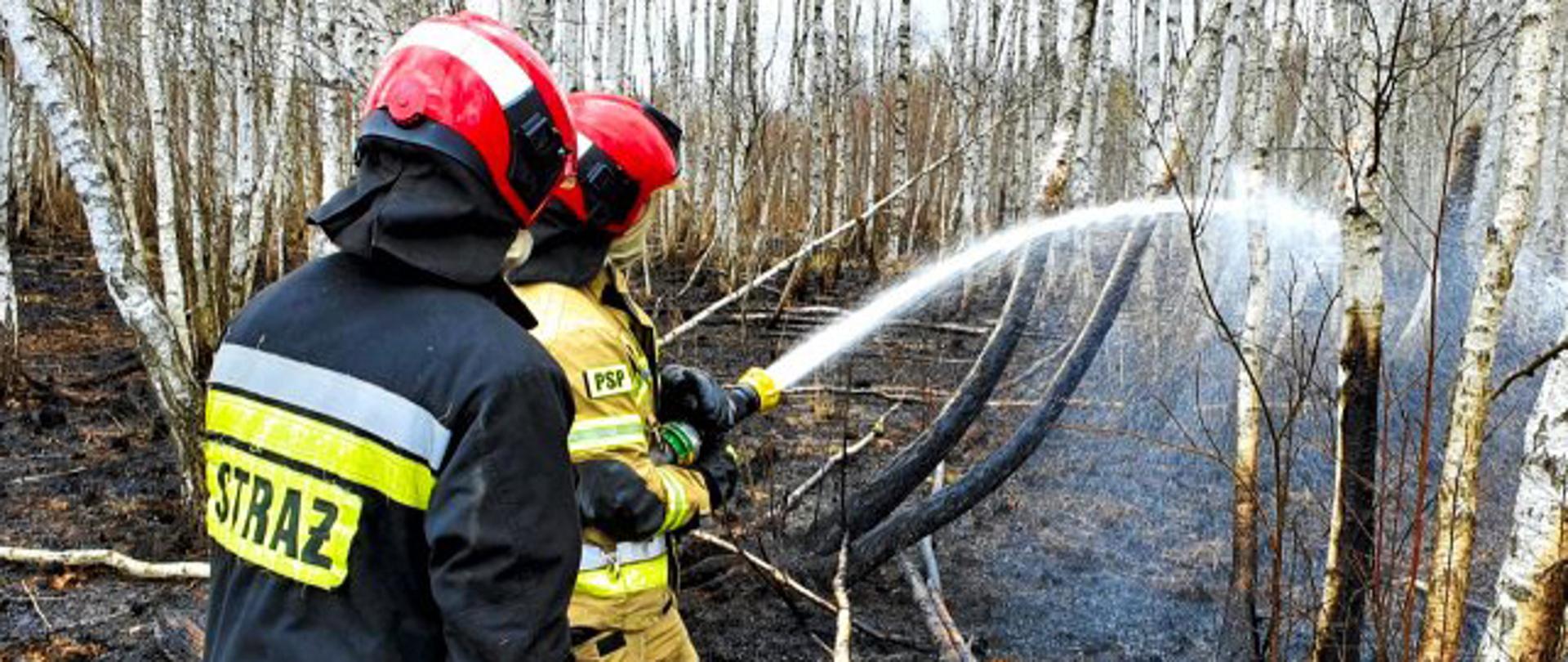 Działania podczas pożaru w Narodowym Parku Biebrzańskim. Dwóch strażaków z linią gaśniczą podczas gaszenia młodego lasu.