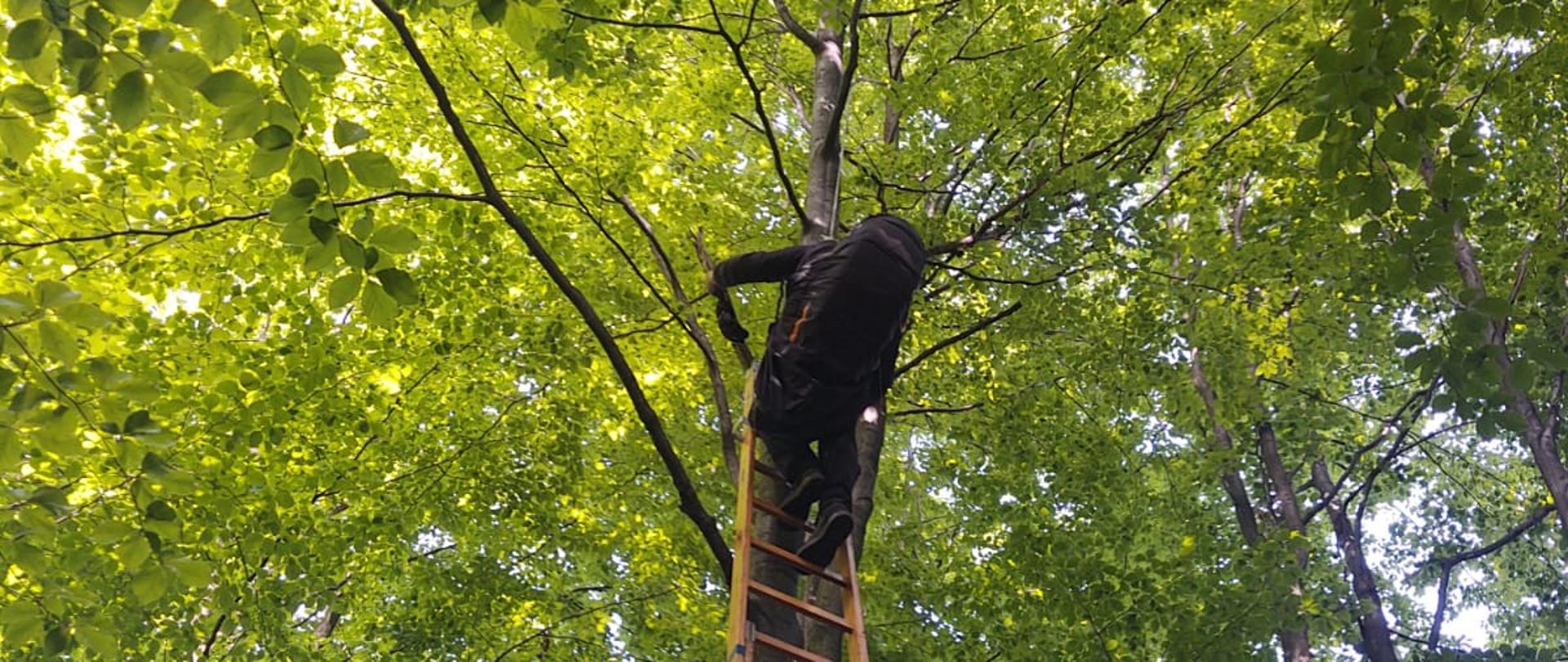 Osoba ratowana i ratownik na drabinie przy drzewie.