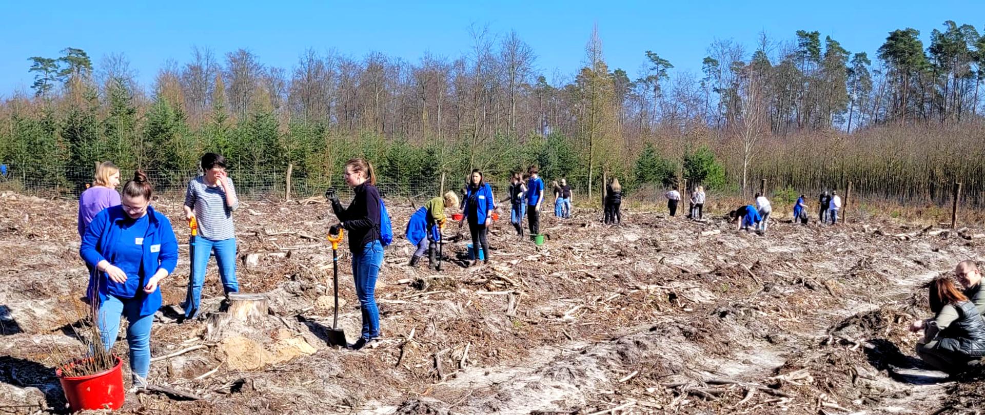 Pracownicy Wód Polskich w akcji sadzenia drzew na terenie Leśnictwa Świętoszyn niedaleko Milicza.