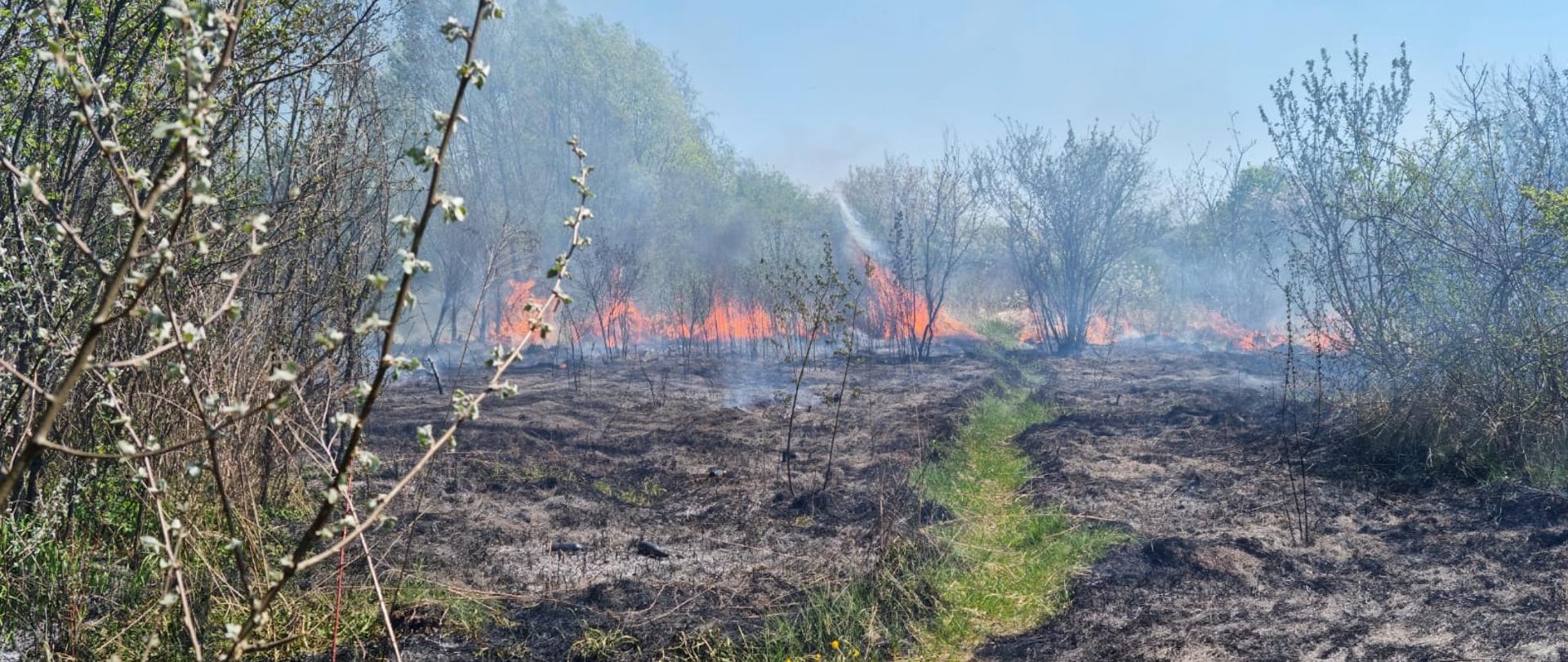 Na zdjęciu widać pożar suchej trawy na nieużytkach. Teren na którym wcześniej paliła się trawa jest koloru szarego w tle za ogniem widać zielone drzewa