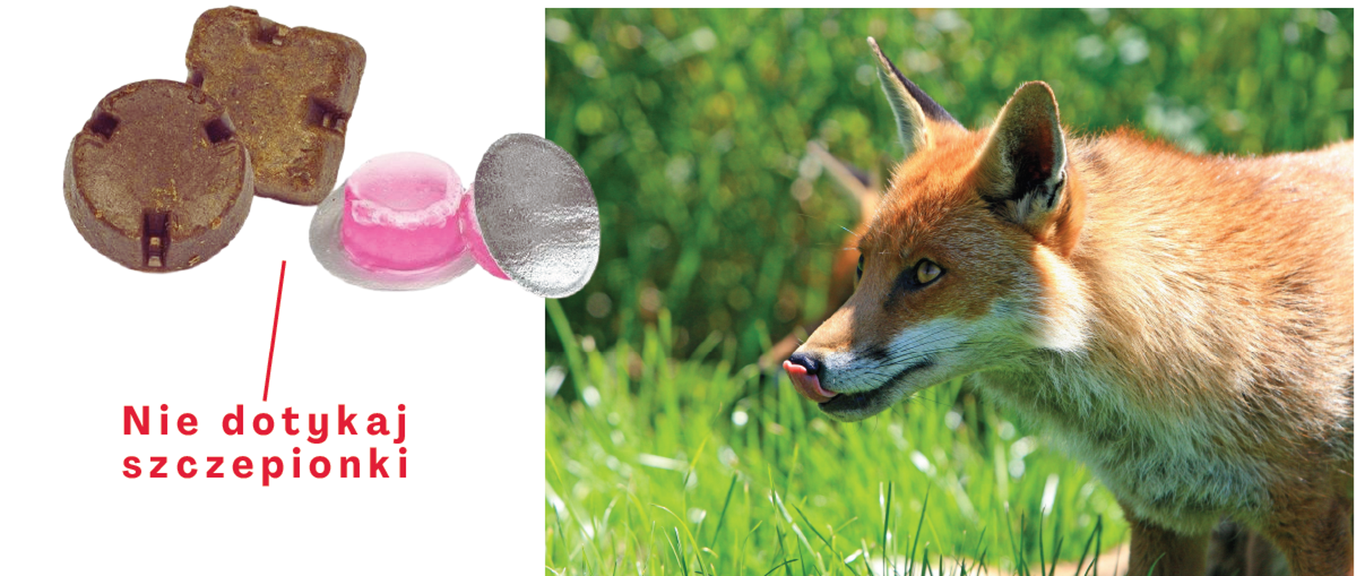 szczepienie_lisów
