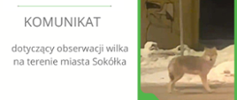 Komunikat Regionalnej Dyrekcji Ochrony Środowiska w Białymstoku – dotyczący obserwacji wilka na terenie miasta Sokółka