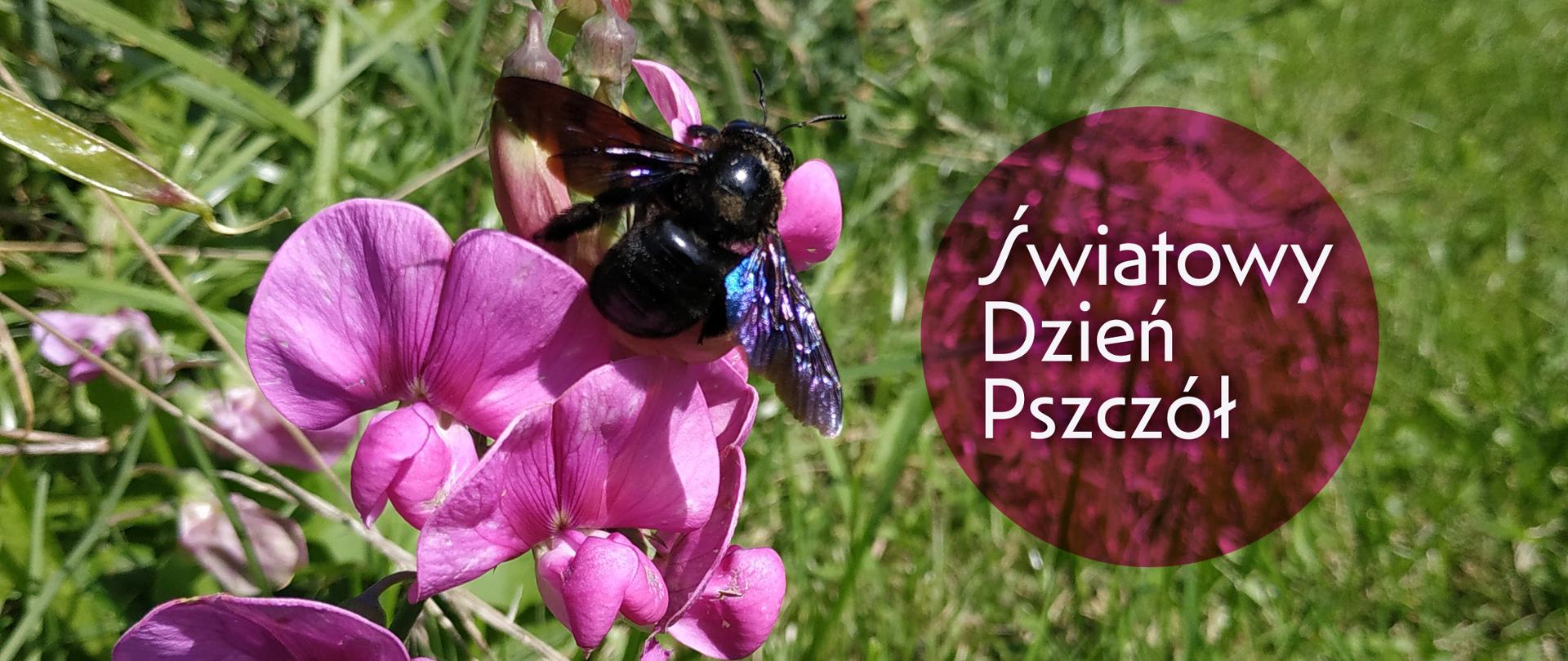 Na zdjęciu zadrzechnia fioletowa, dzika pszczoła, w kolorze fioletowo-czarnym siedząca na różowym kwiatku, w tle dookoła zielone rośliny.