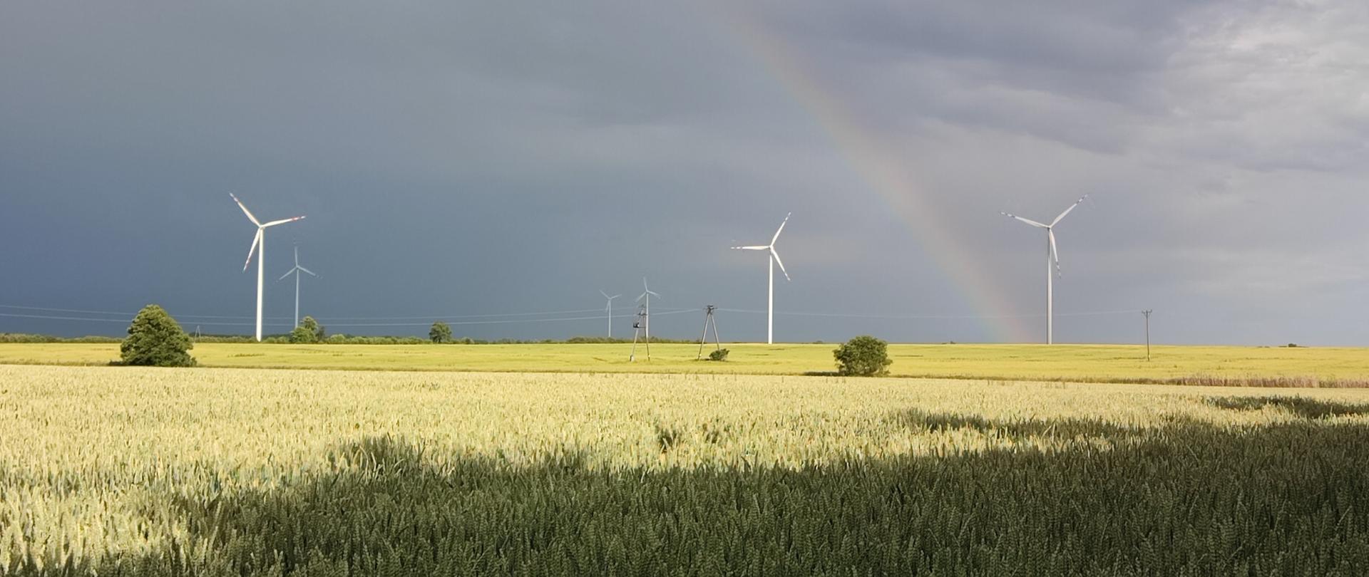 Zdj_6_Plantacja_nasienna_zboża