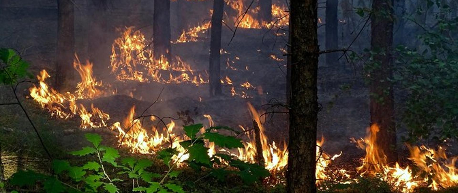 Zdjęcie przedstawia palący się las
