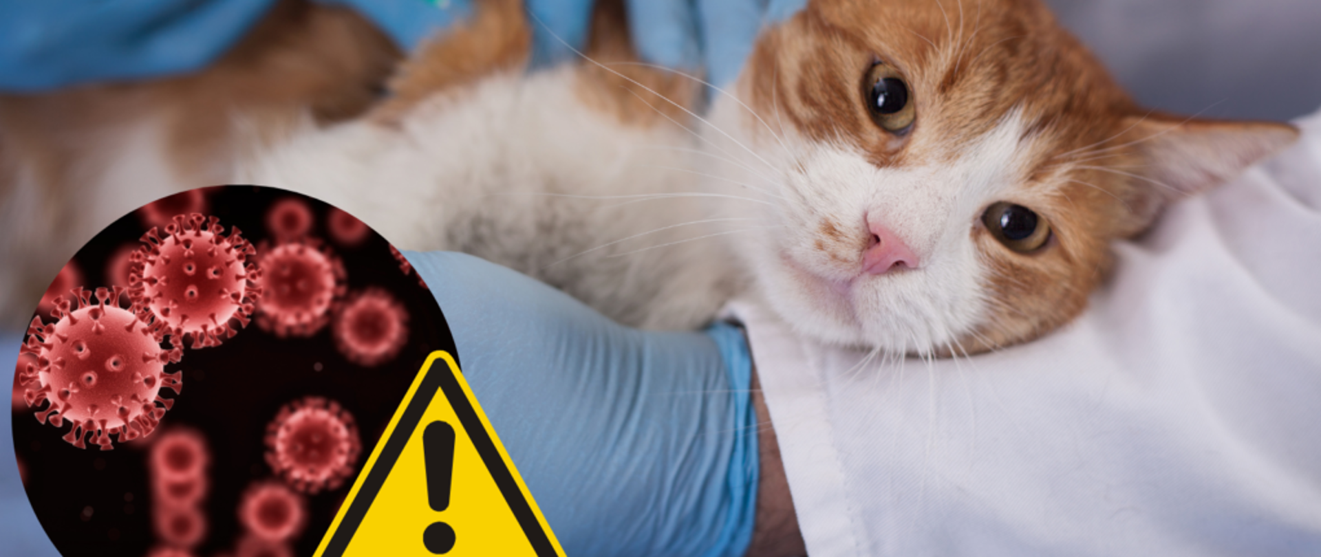 Lekarz trzyma na ręku biało-rudego kota, któremu chce zrobić zastrzyk