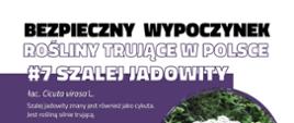 Infografika przedstawiająca zdjęcie roślinę trującą - szalej jadowity z opisem