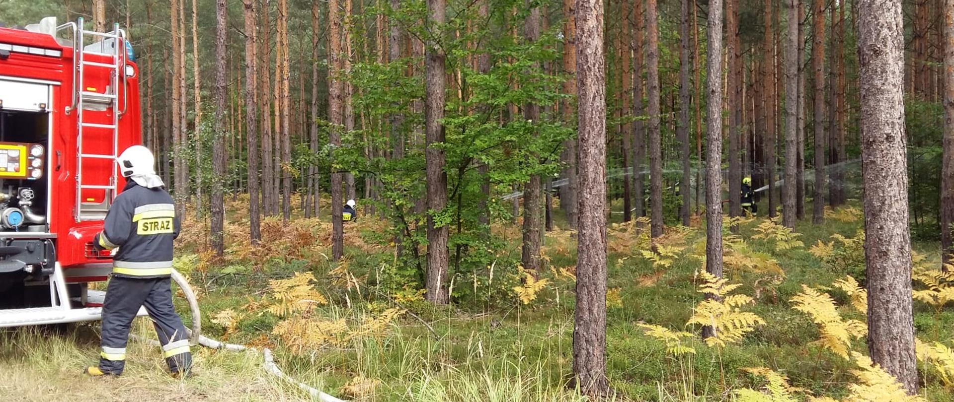 Zdjęcie zrobione w lesie, po lewej stronie tylna część samochodu strażackiego. W środkowej i prawej stronie pomiędzy drzewami strażacy z liniami gaśniczymi podają wodę w głąb lasu. Strażacy w umundurowaniu specjalnym w hełmach.