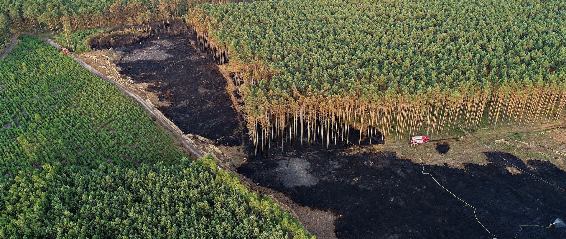 Zdjęcie wykonane na zewnątrz. Przedstawia pożar lasu. spalone poszycie leśne oraz drzewa i krzewy. Zdjęcie wykonane z drona. Widać również samochód gaśniczy wraz z wężem.