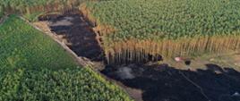 Zdjęcie wykonane na zewnątrz. Przedstawia pożar lasu. spalone poszycie leśne oraz drzewa i krzewy. Zdjęcie wykonane z drona. Widać również samochód gaśniczy wraz z wężem.
