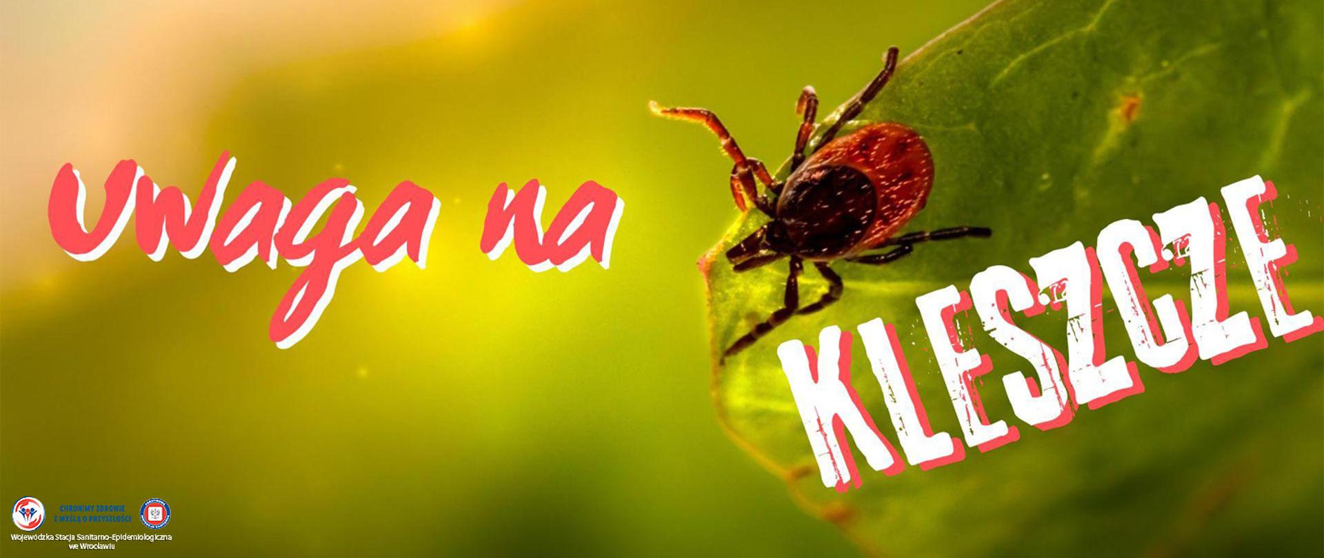 Kleszcz siedzący na brzegu liścia