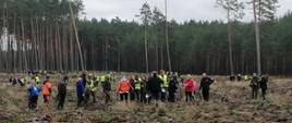 Zdjęcie przedstawia grupę osób wykonujących sadzenie drzew. W tle las.
