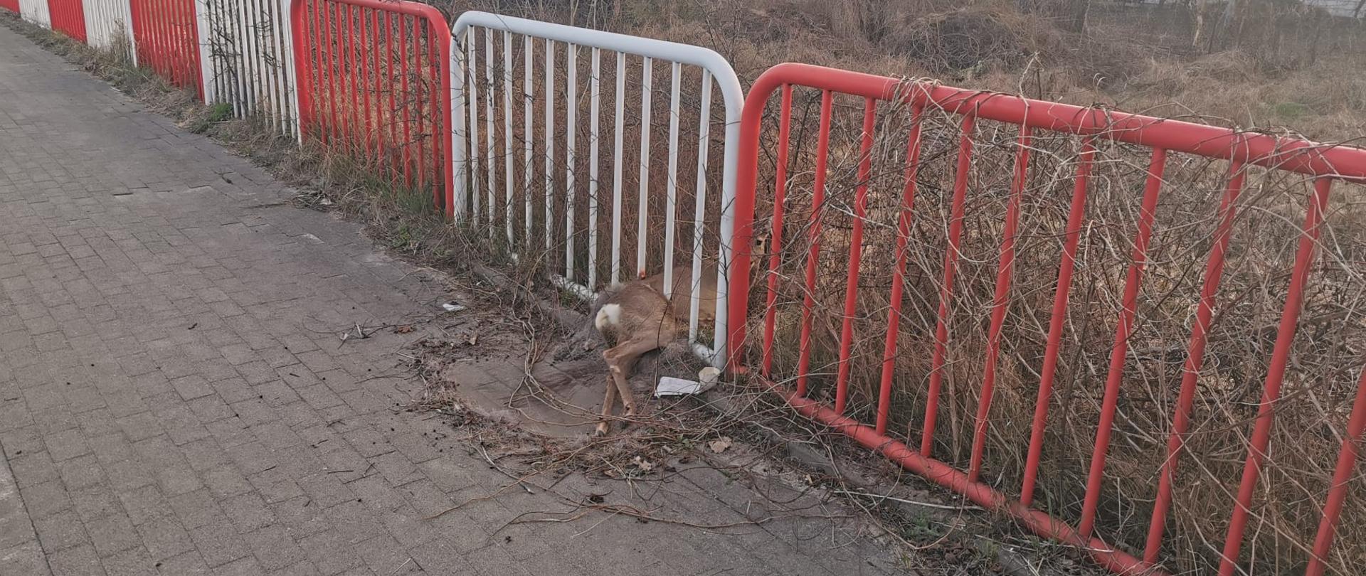 Zdjęcie przedstawia sarnę, która znajduje się pomiędzy metalowymi prętami bariery zabezpieczającej drogę. Sarna sama nie może się wydostać 