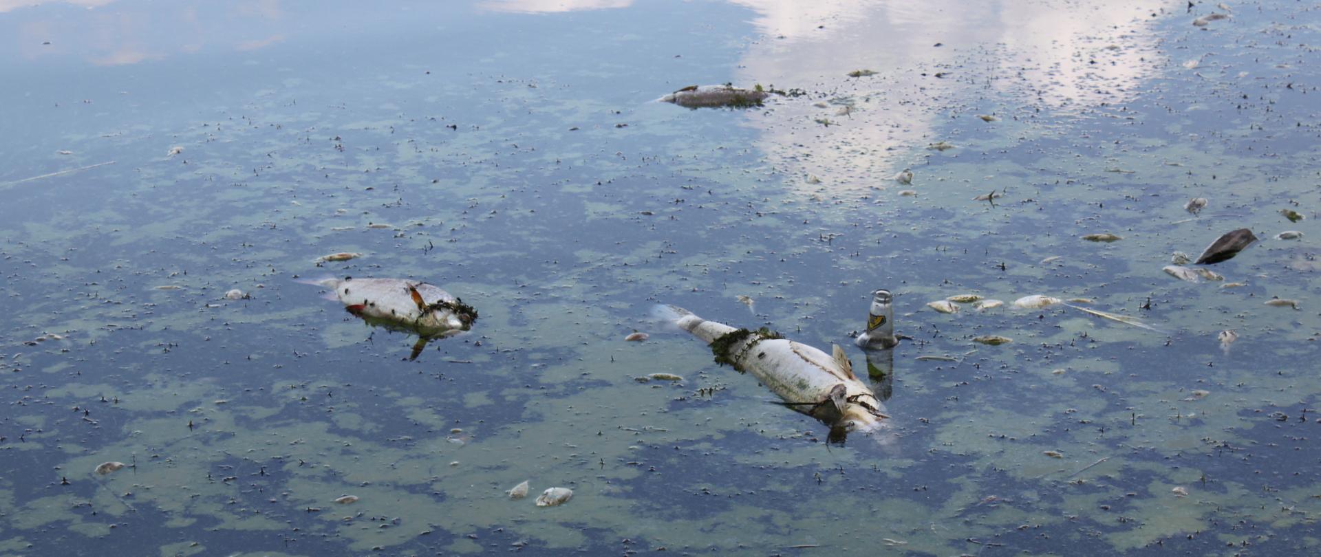 Decyzja RDOŚ we Wrocławiu w sprawie katastrofy odrzańskiej