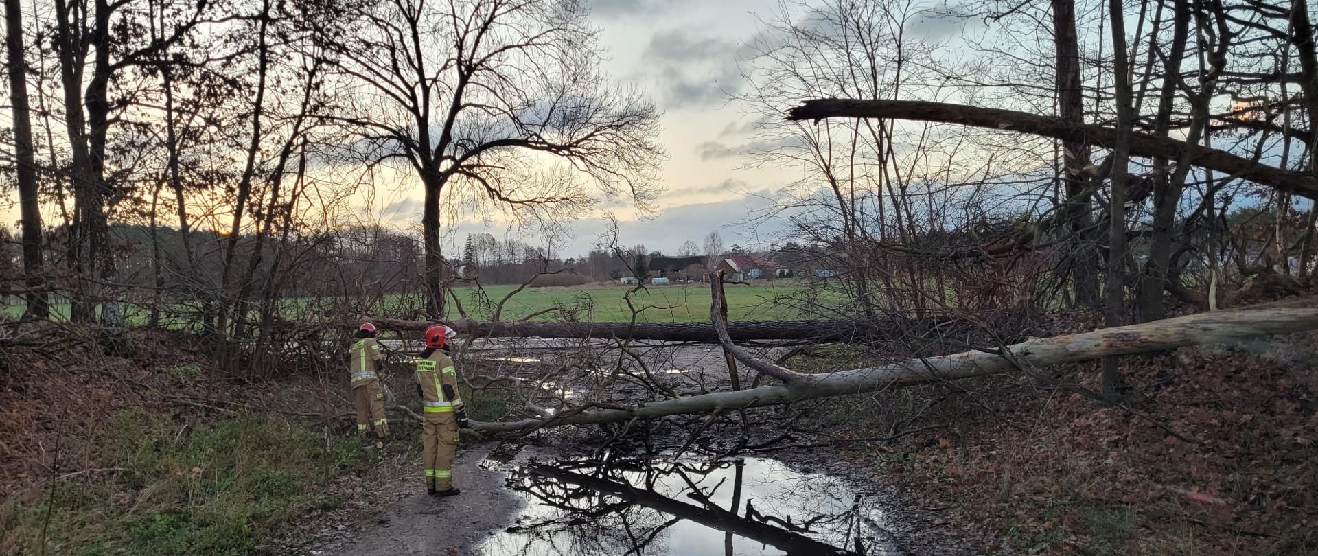 Strażacy sprawdzają jak usunąć dwa drzewa obalone na drogę 