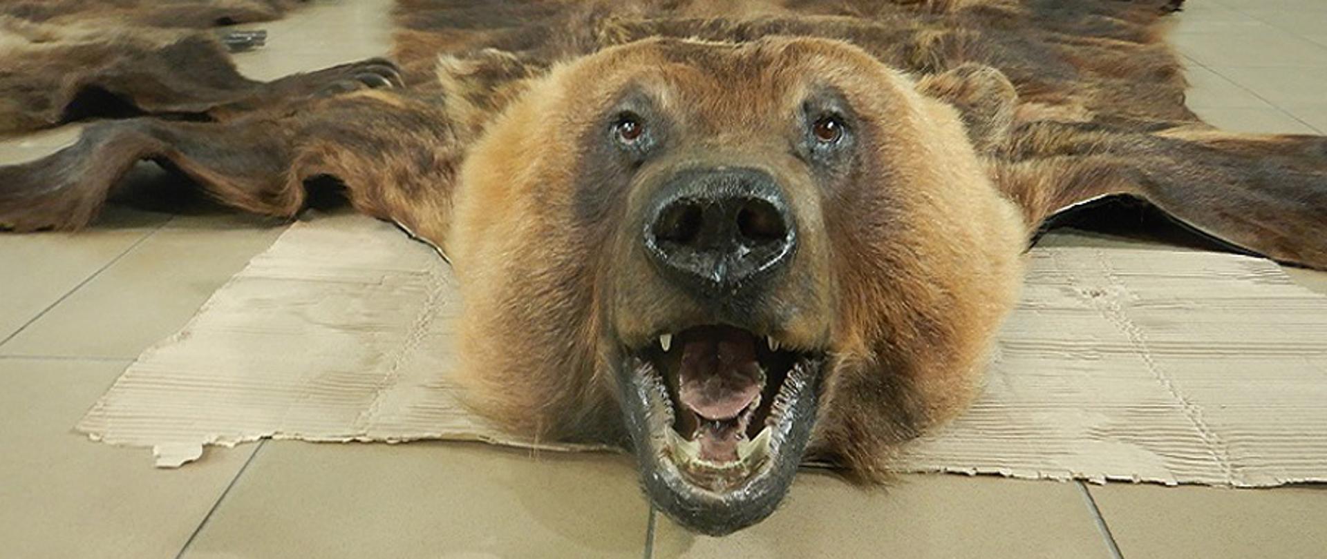 Wyprawiona skóra niedźwiedzia.