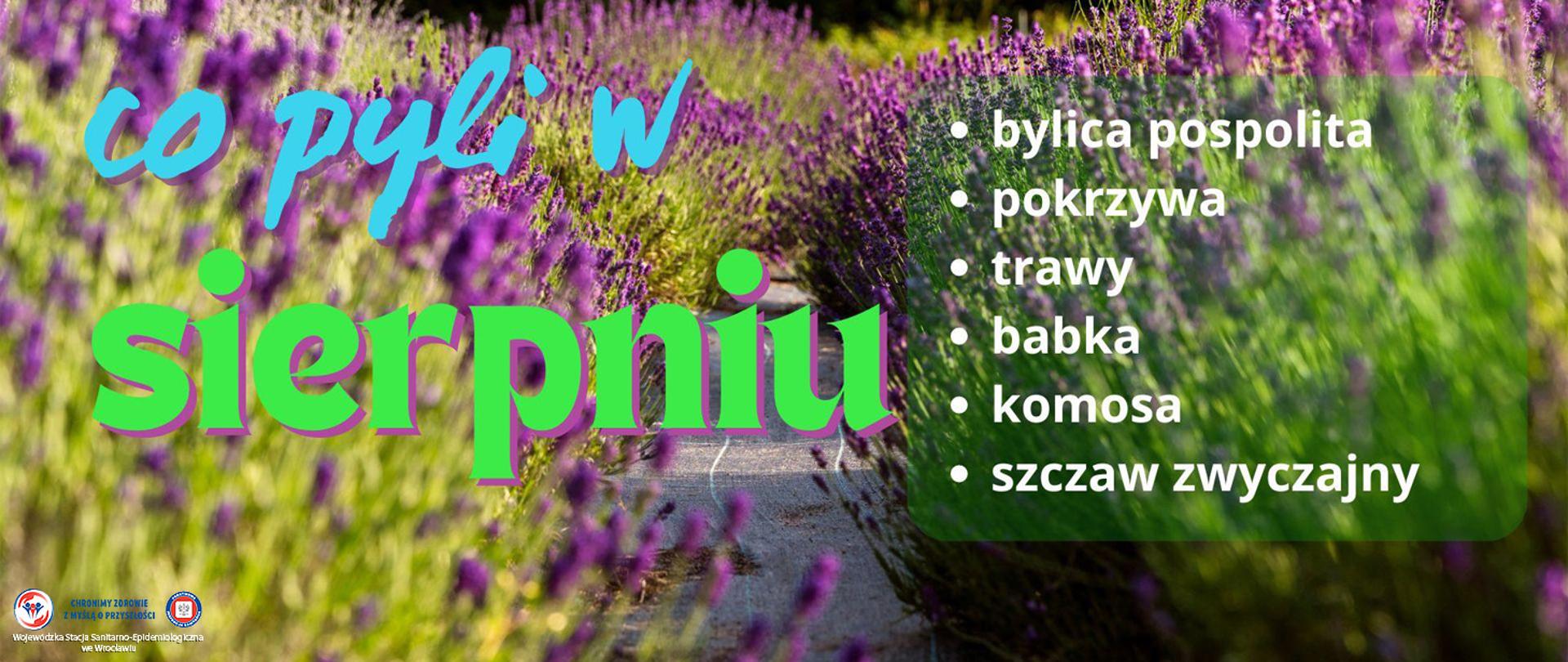 Kwitnąca sierpniowa łąka z widocznymi wrzosami