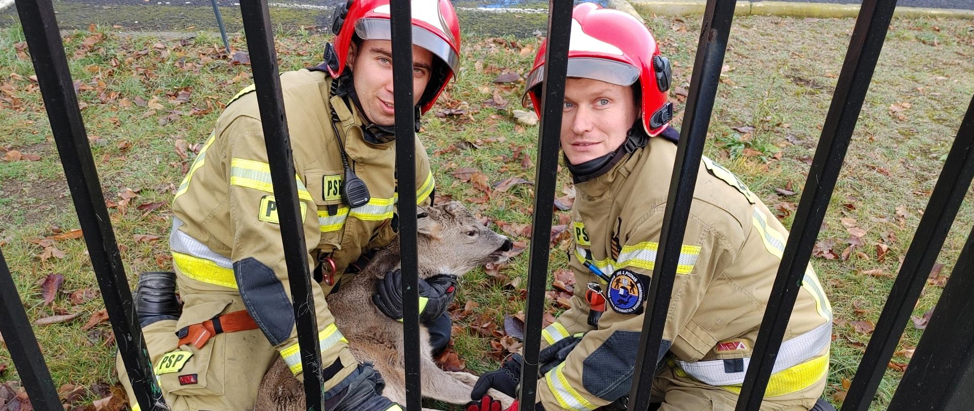 Strażacy z uwolniną sarną z metalowego ogrodzenia.