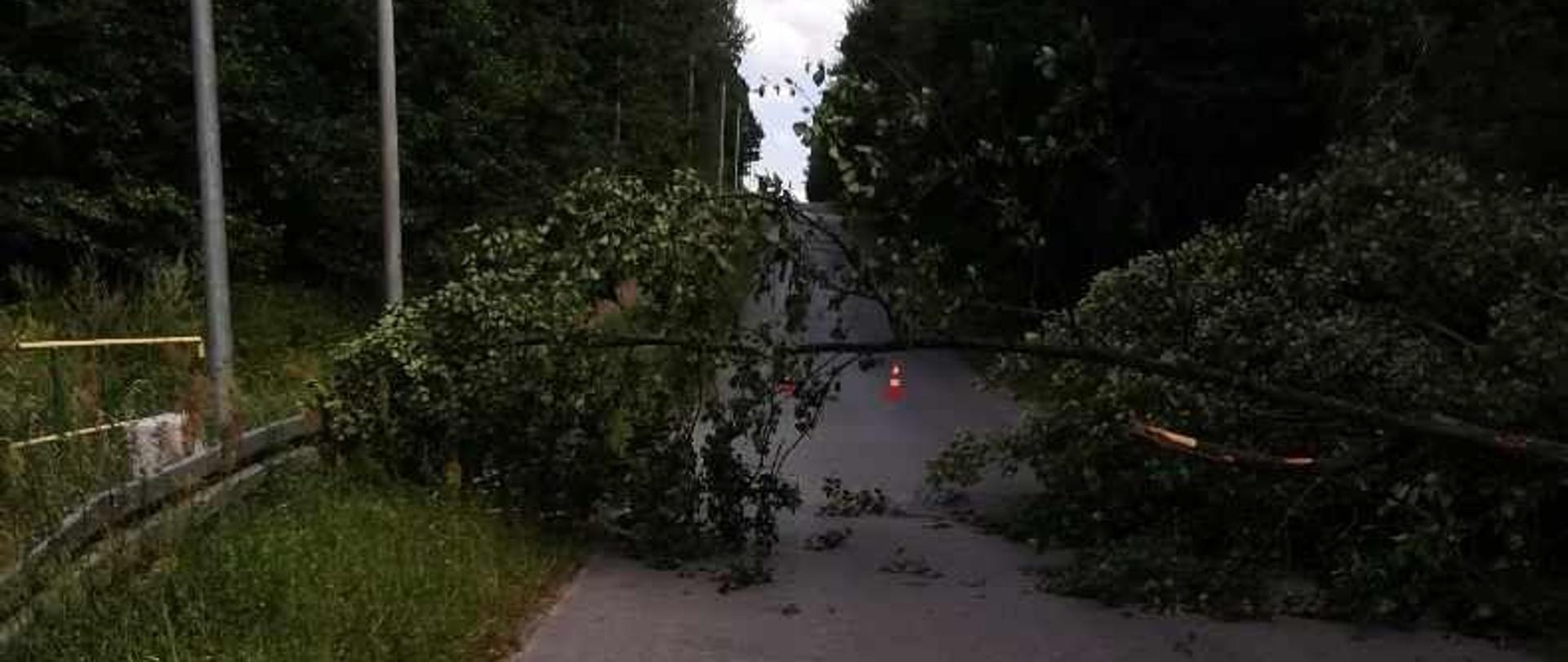 Powalone na jezdnię drzewo