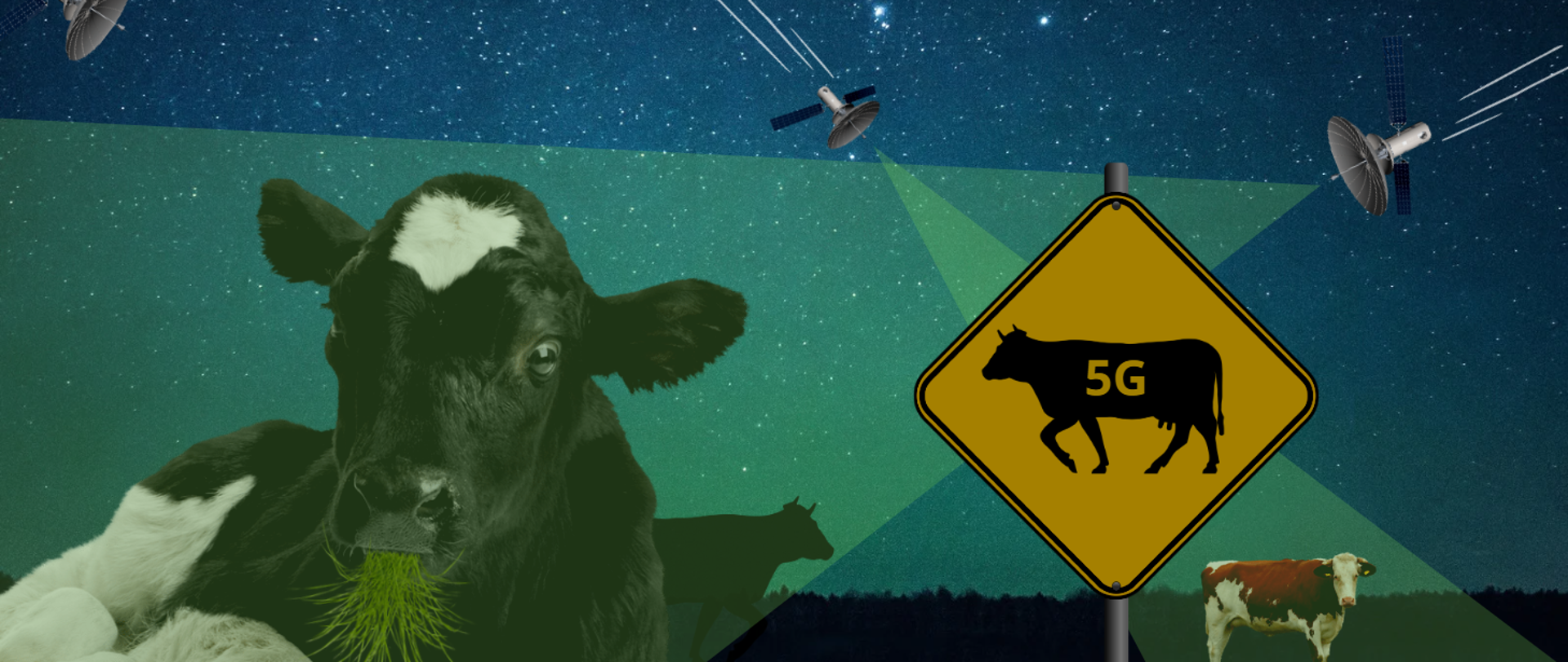 Ilustracja przedstawia trzy krowy na pastwisku pod rozgwieżdżonym niebem. Dwie z nich oświetlone są snopami jasnozielonego światła emitowanego przez przelatujące na niebie satelity. Na pierwszym planie żółty znak ostrzegawczy z rysunkiem krowy i napisem: 5G.