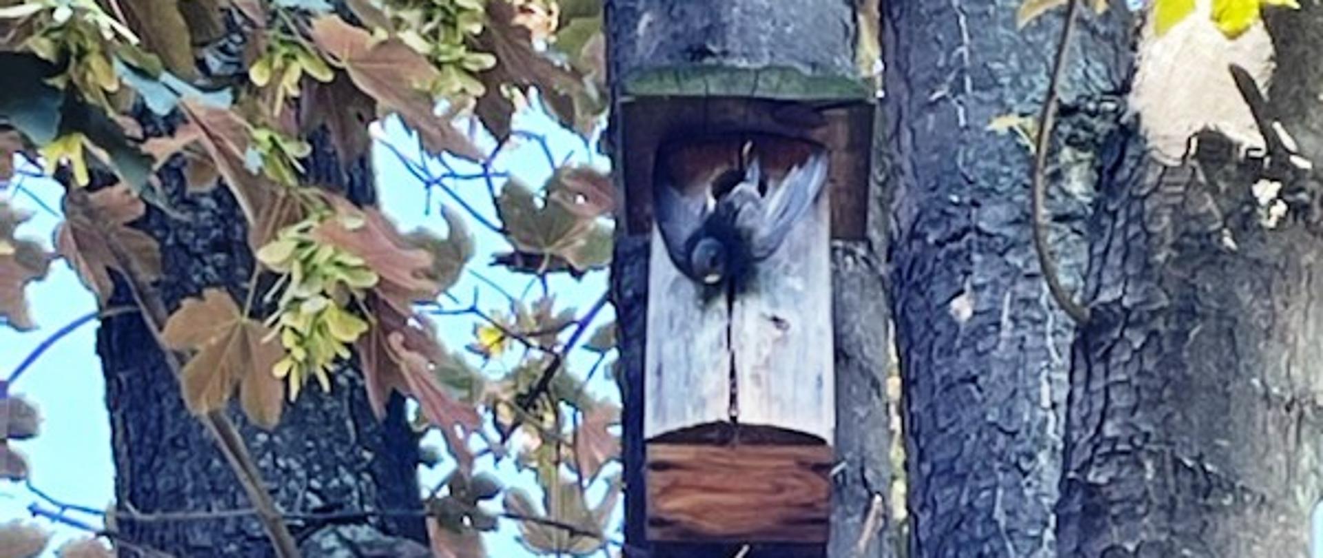 Ptak uwięziony przed budką wiszącą na drzewie.